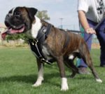 Boxer Exclusive Handcrafted Leather Dog Harness- Boxer Inu