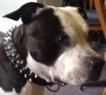 VooDoo in 3 Rows Leather Spiked and Studded Dog Collar
