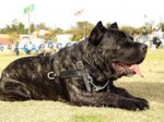 Tracking/Pulling Leather Dog Harness- Cane corso harness