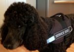 Nice Poodle in All Weather Reflective harness H6plus