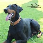 Noble Raven Posing in Her New Cool Design Tan Leather Dog Collar for Doberman