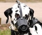 Everyday Dalmatian Leather dog muzzle - product code M51
