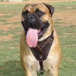 Agitation/Protection Leather Dog Harness-Bullmastiff