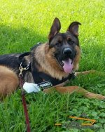 Daily Training Nylon Harness Presented by Bernard German Shepherd