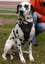 Exclusive Luxury Handcrafted Padded Leather Dog Harness-Dalmatian