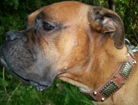 Boris and Lana proudly presents New Gorgeous War Dog Leather Dog Collar