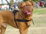 Tracking / Pulling / Agitation Leather Dog Harness For Dogue De Bordeaux H5