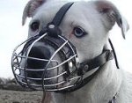 Mateo wearing our exclusive Wire Basket Dog Muzzles Size Chart - M4light