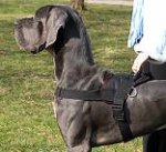 All Weather dog harness for tracking / pulling Designed to fit Great Dane