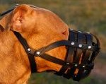 Everyday Lightweight Super Ventilation Pitbull Muzzle