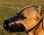 Everyday Amstaff Leather dog muzzle - product code M51