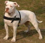 Tracking/Pulling Leather Dog Harness- American Bulldog harness
