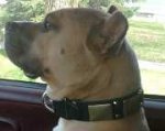 Buddy looks awesome in Gorgeous War Dog Leather Collar - C85 (old brass massive plates +2 nickel pyramids)