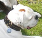 Boxer George looking Gorgeous in our Wide 2 Ply Leather Dog Collar - Fashion Exclusive Design