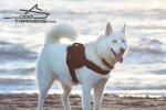 Aika Shows Well Fitting Adjustable Nylon Husky Harness for Tracking