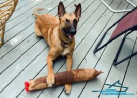 Argo Playing with Huge Leather Bite Tug with 2 Handles for Belgian Malinois