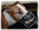 Bull Terrier Good Fit Comfort Cage Dog Muzzle - M9