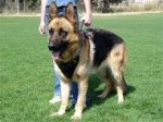 Agitation Leather Dog Harness Padded_4