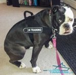 English Bulldog WEars New Perfect Control Harness with IS Patches