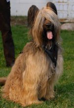 Tracking,designer Leather Dog Harness for Briard- best harness