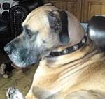 Troy likes new purchase Gorgeous Wide Leather Dog Collar - Fashion Exclusive Design - c73_1
