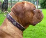 Duncan wearing our exclusive Hand Made Leather Dog Collar - Fashion Exclusive Design - code C43