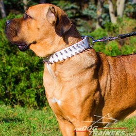 "White Rose" Leather Cane Corso Collar with Nickel Spikes