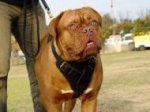 Agitation / Protection / Attack Leather Dog Harness Perfect For Your Dogue De Bordeaux H1