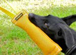 Happy dog plays with Dog bite tag ( dog bite tug ) made of french linen