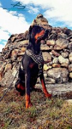 Noble Doberman Proudly Presents New Exclusive Design Studded Leather Harness
