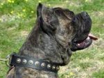 Gorgeous Leather Dog Collar - Fashion Exclusive Design_1