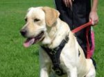 Tracking dog harness made of leather And Created To Fit Labrador H3