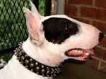Crazy Discount Item - Babinka wearing our exclusive 3 Rows Leather Spiked and Studded Dog Collar -S55