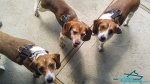 Cute Beagles Posing in Leather Dog Harnesses for Puppy and Small Breeds