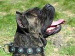 Gorgeous Wide Black Leather Dog Collar with Blue Stones - Fashion Exclusive Design - C75