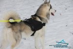 Husky looks and feels great in All Weather Extra Strong Nylon Harness