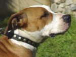 Gorgeous Leather Dog Collar - Fashion Exclusive Design_8