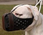 Leather dog muzzle "Dondi" style For American Bulldog