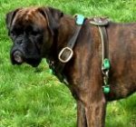 Tracking dog harness made of leather And Created To Fit Boxer H3_1