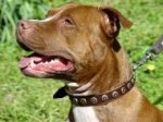 Chic Designed Leather Dog Collar for Fashionable Pitbulls