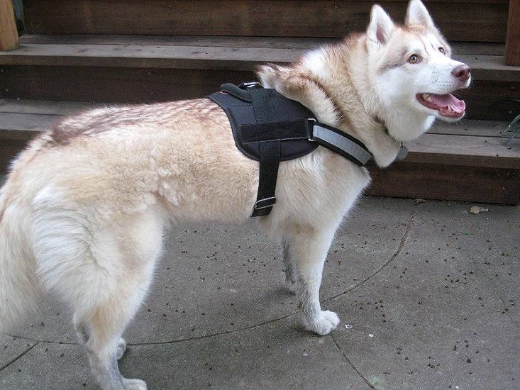 Siberian Husky wearing our exclusive All Weather Reflective harness H6plus