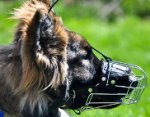 Kastle is delightful in Basket Dog Muzzles (All Sizes)
