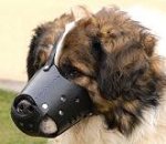 Everyday Kaukazian Ovcharka Leather dog muzzle - product code M51