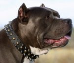 20%Discount- 3 Rows Leather Spiked and Studded Dog Collar for Pitbull Stylish Walking