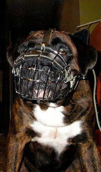 Wire Basket Dog Muzzles Size Chart - M4light_2 - Click Image to Close