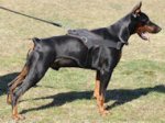 Nylon multi-purpose dog harness for tracking/pulling Doberman