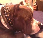 Wide Leather Dog Collar with Spikes and Studs for Pitbull Fashion Walking