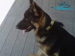 Kino Presents his Vintage War Style Leather German Shepherd Collar