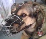 Gorgeous Ginger wearing our Wire Basket Dog Muzzles Size Chart - M4light