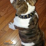 Vintage Design Leather English Bulldog Collar with Spikes and Studs